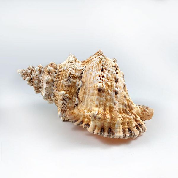 

natural sea snail plus intact artware diy decoration office supplies storage conch shells delicate container for potting plants h jllaqj