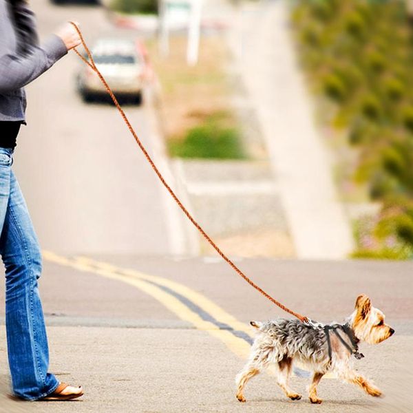 

dog leash rolled round leather braided lead leashes for small medium dogs walking running traini bbypqg