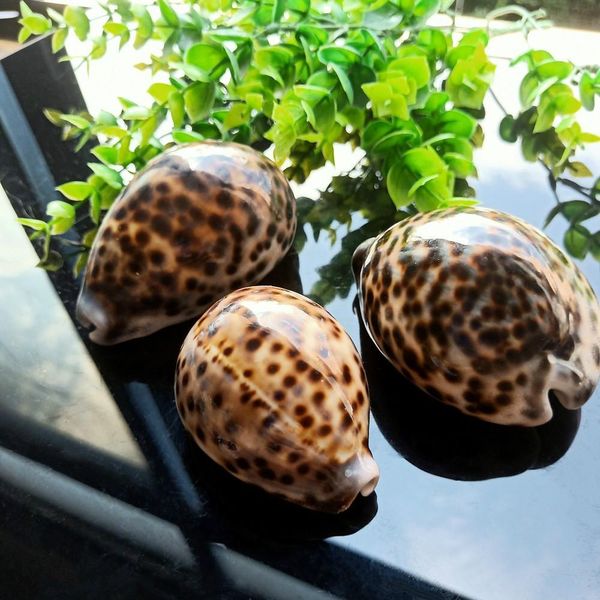 

1pc tabby shell nautical decor seashells specimen natural shell conch collectibles ornaments micro aquarium landscape 60 80mm h bbyiax