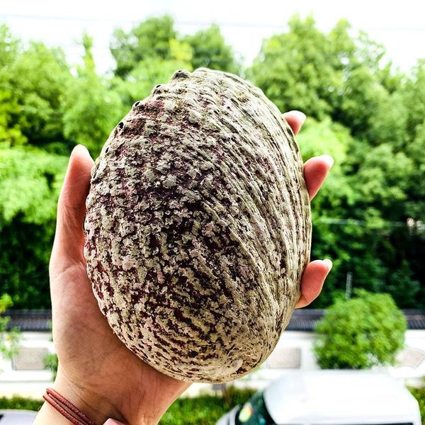 

15 16cm natural abalone shell large seashell nautical decor bonsai home storage soap box shell fish tank aquarium landscape h qylaee
