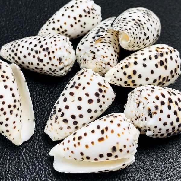 

2 шт. 2 5см натуральный conch mini conch пятнистые кукурузы оболочки обработания diy аквариум ландшафтные ракушки ремесла морской декор дома