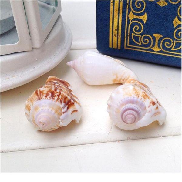 

happykiss 10pcs strombus conch shell sea shells seashells crafts fish tank aquarium ornament nautical dec qyllkz
