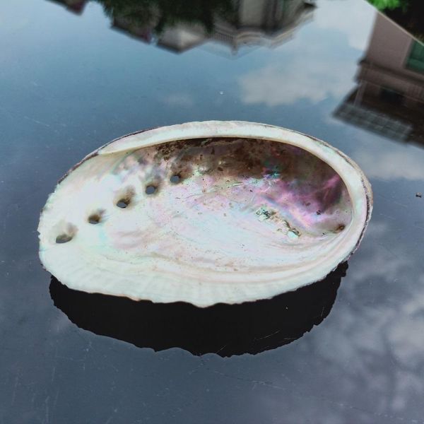 

8 10cm abalone shell natural seashell nautical home decor soap dish beach wedding decoration specimen aquarium landscape h bbyxvq