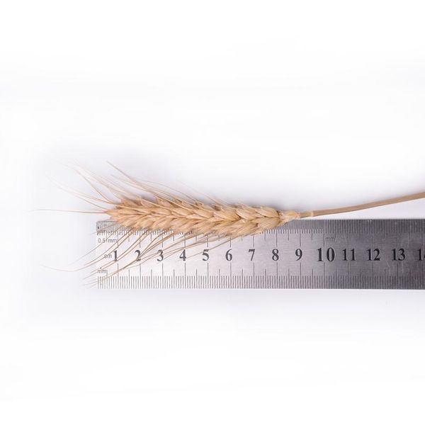 

50pcs/lot natural dried flower wheat ears bouquet for wedding party decoration diy craft home decor scrapbook wheat bran jllhof