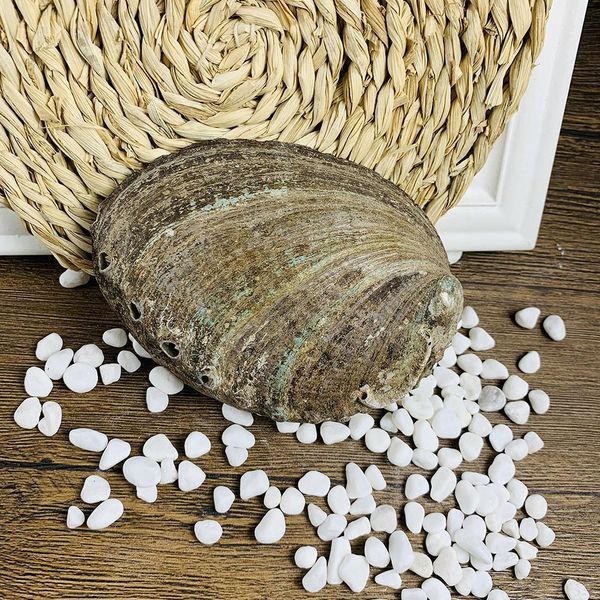 

12 13cm large abalone shell natural seashell nautical home decor soap holder specimen beach wedding decor aquarium landscape h jlldxp