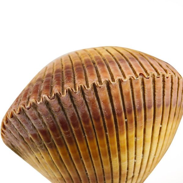 

giant cockle conch shell clam dinocardium robustum aquariums specimen marine conch tank decorations crafts diy landscap h qylwxi