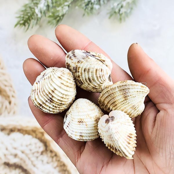 

2pcs 3 4cm natural conch shell flower basket curtain clam collection rare specimen teaching scallop paleontology aquarium decor h wmtaru