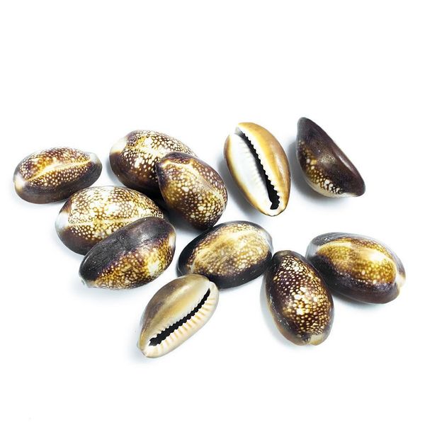 

5pcs snow mountain conch shells collection specimen natural conch seashell crafts home aquarium decoration diy jewelry making h wmtiny