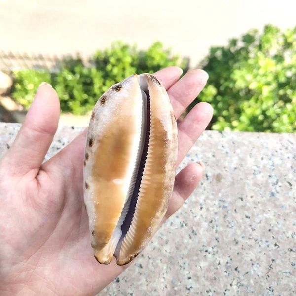 

nautical home decor natural conch snail seashells specimen tabby spiral shell collectibles beach wedding decor ornaments h jllipg