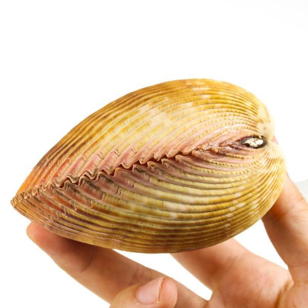 

giant cockle conch shell clam dinocardium robustum aquariums specimen marine conch tank decorations crafts diy landscap h jllkcc