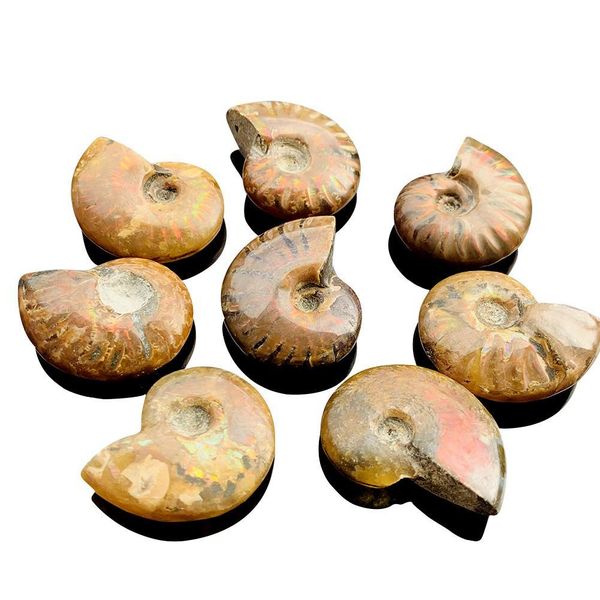 

1pc natural conch specimen spiral ammolite raw stones spiral snail rough stone decoration crafts collectibles gifts 3 3.5cm h bbykaf