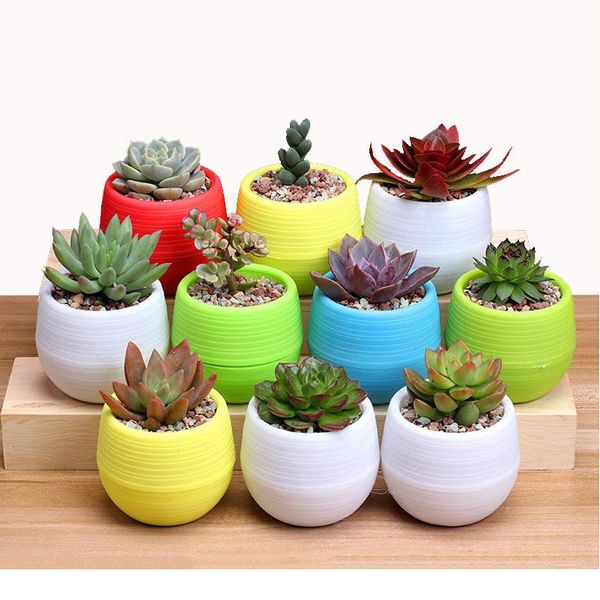 

colorful mini round plastic plants for garden home office decoration decor planter deskflower pots decor flower fl bbypib
