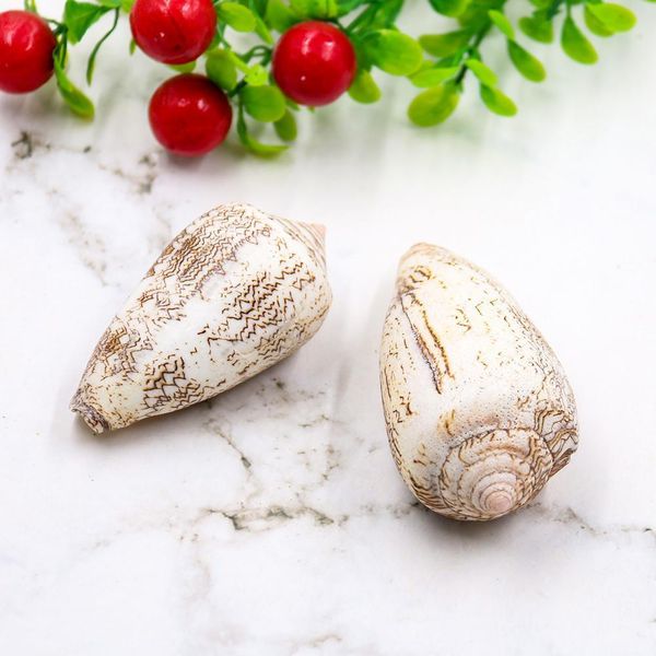 

new vase screw weaving conch seashells nautical home decor shell beach wedding decorations specimen aquarium micro landscape h jllnjt