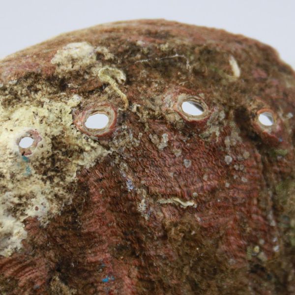 

natural abalone shells office decoration home aquarium landscape sundries storage box diy decor soap holder 115mm h jllrzp