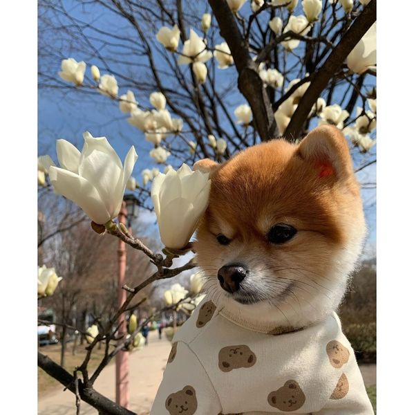 

insautumn and winter cute bear dog dog tracksuit cotton pet keep warm insautumn and sale wmtiet five2010