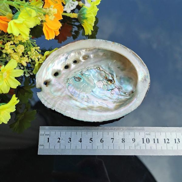 

5 sizes abalone shell nautical decor seashell beach wedding shells ocean decor jewelry diy shell soap dish aquarium home decor h jllxmf