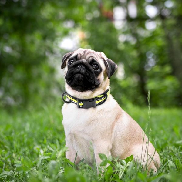 

wide nylon dog collar soft padded reflective pet dog collars adjustable for medium large dogs pitbull french bulldog pu wmtbyv