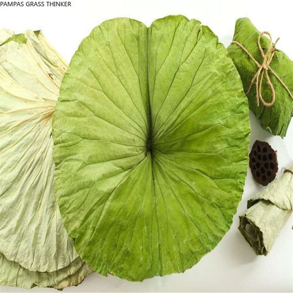 

40pcs pure natural whole dried lotus leaf more than 20cm q1222