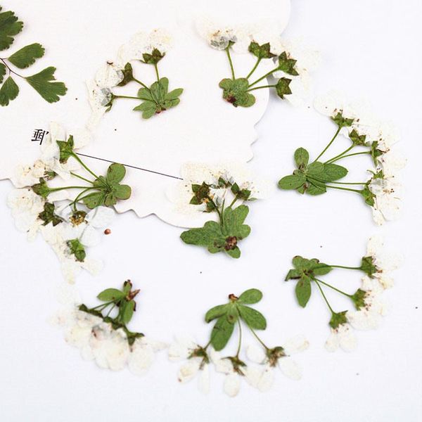 

natural cell flowers dried for diy handmande floral case phone 120pcs decoration tudob