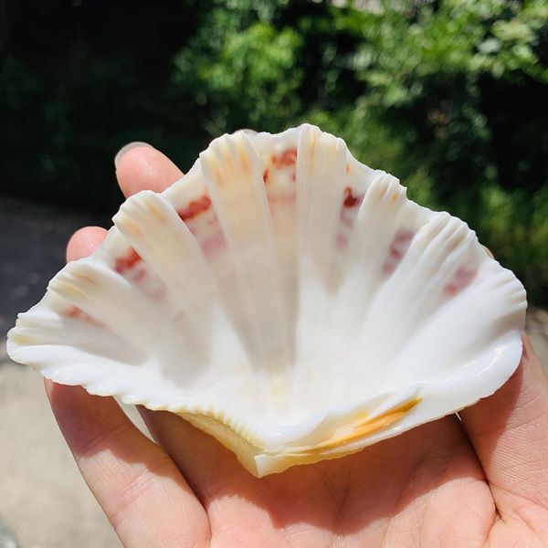 

8 12cm natural clam shells lotus seashell aquarium decoration specimen nautical home decor craft jewelry tray fish tank ornament h bbyntb