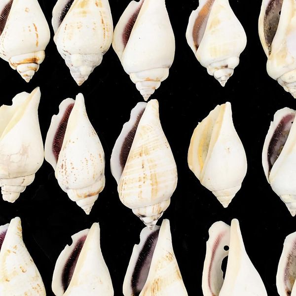 

5pcs natural snail shell phoenix conch nautical decor diy jewelry making pendants specimen crafts home decor aquarium landscape h bbylll