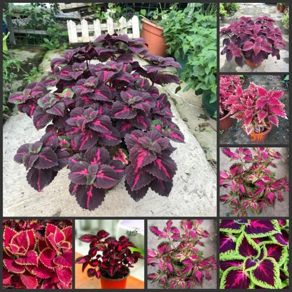 

decorative flowers & wreaths 50pcs fresh real plectranthus scutellarioides leaf oosementes 1-251