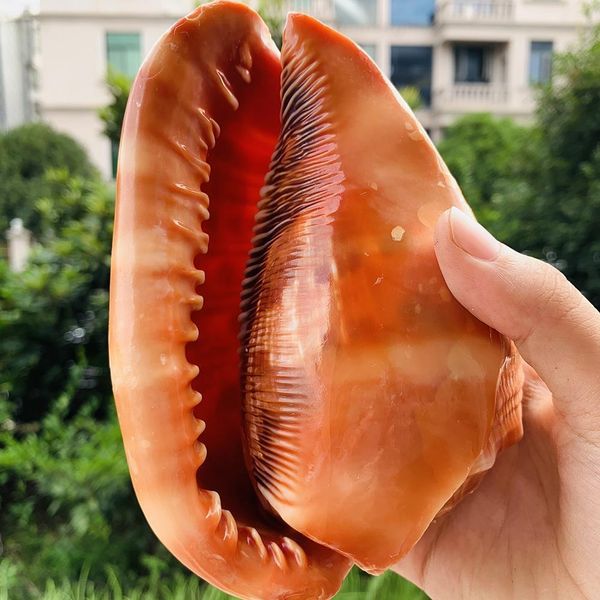 

natural big sea shells snail wanbao conch nautical home decor beach wedding decorations collectibles specimen aquarium landscape h jlluth