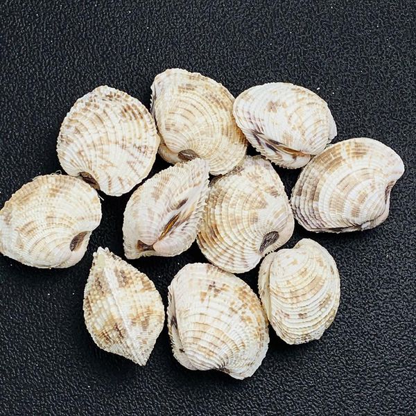 

2pcs 3 4cm natural conch shell flower basket curtain clam collection rare specimen teaching scallop paleontology aquarium decor h jllimp