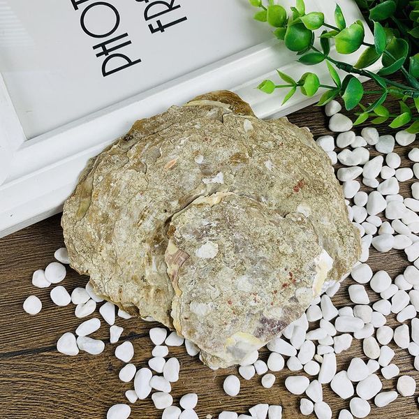 

15 16cm large natural seashell nautical home decor craft jewelry tray specimen collectibles diy fish tank aquarium landscaping h wmtbap