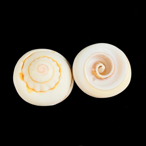 

5pcs natural spiral shell for pgraphy decor home room office table bedrooms gallery fish tank decor beach party diy landscap h jllqkn