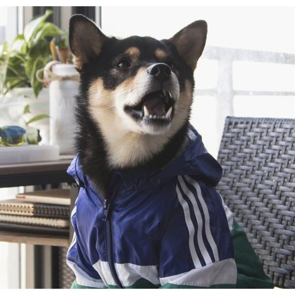 

usa national flag fashion windproof rainproof nasareflective spacesuit large dog raincoats dog dog pet jackets wmtreg mywjqq