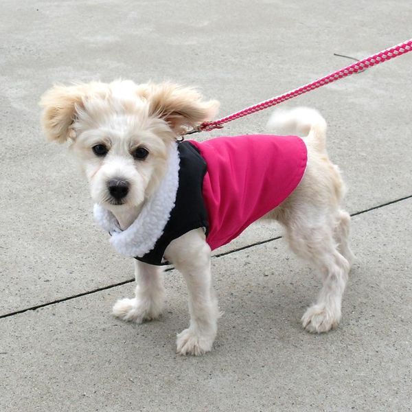 

warm winter dog coat jacket cotton pet puppy chihuahua clothing vest for small medium large dogs pet clothes roupa cacho bbyvrd