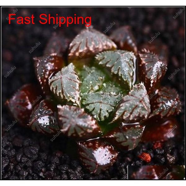 

100 pcs potted succulents fleshy shining green plants haworthia cooperi yulu truncata flower seed lithops pseudotrun qylowj bdesports