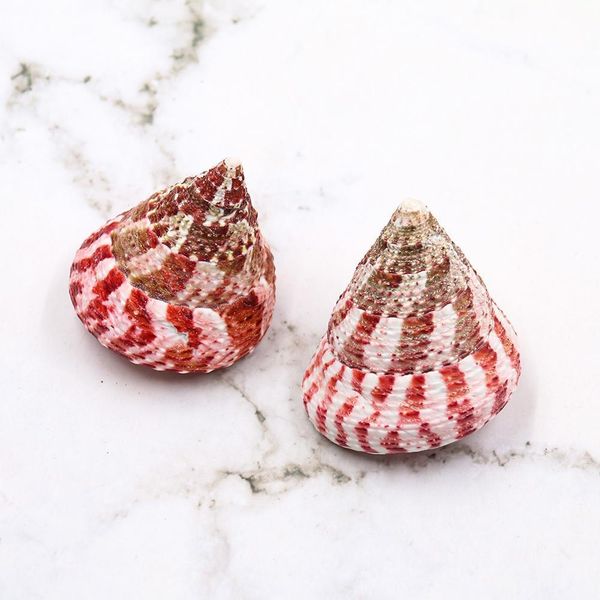 

1pc natural strawberry conch seashells craft shells specimen nautical decor wedding beach ornaments aquarium landscape h jllmed