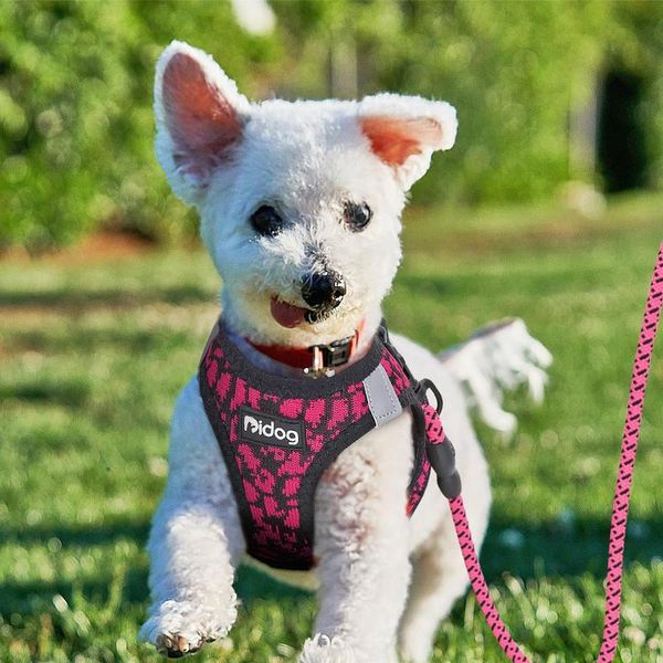 

soft mesh dog harness vest reflective pet puppy walking training harness leash set for small medium dogs cats chihu jlltzi