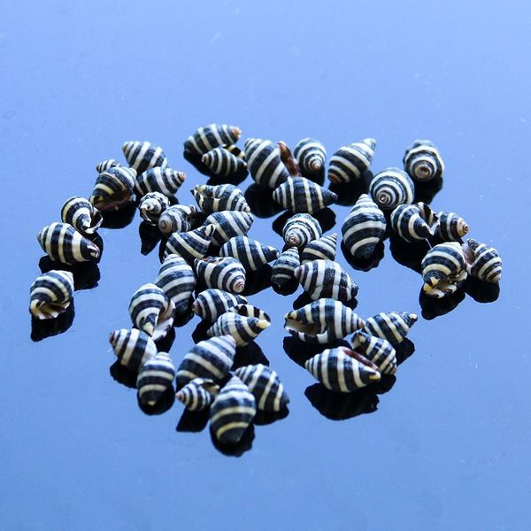 

10pcs natural striped conch seashells nautical home decor snail shell conch specimen micro landscape beach wedding decorations h jllxxc