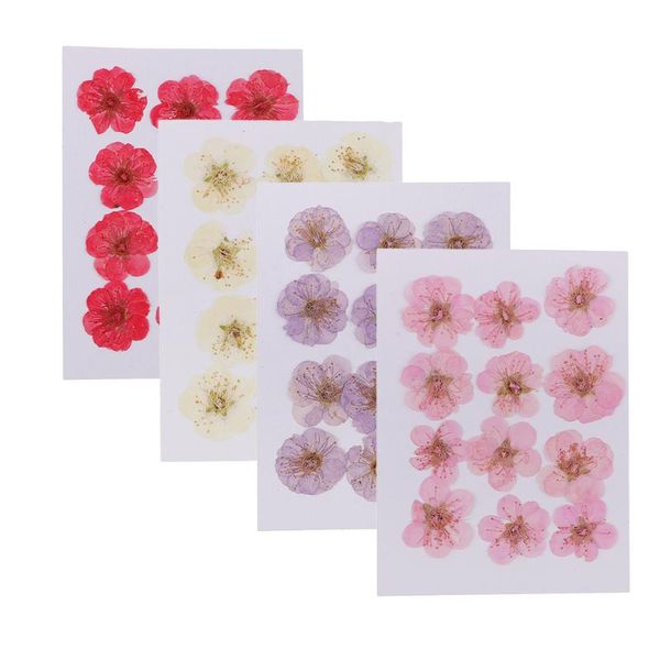 

12pcs pressed real flower dried wintersweet flowers for phone case card arts
