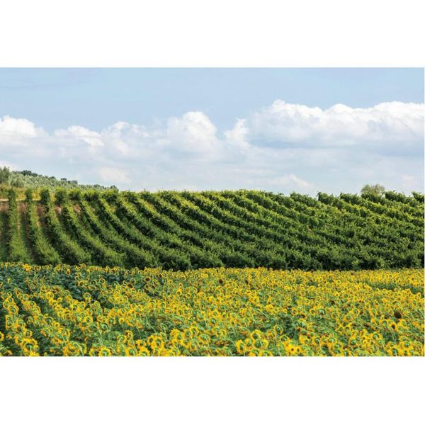 

party decoration natural scenery backdrop tea garden sunflower flower sea pography background decor born wedding po booth prop