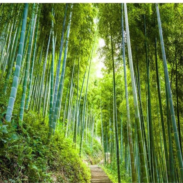 

wallpapers po wall murals wallpaper bamboo forest trail mural living room 3d