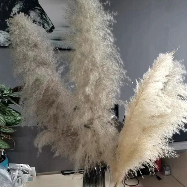 

decorative flowers & wreaths 10pcs natural pampas grass decor long branch fluffy real dried bouquet artificial home floor ornaments