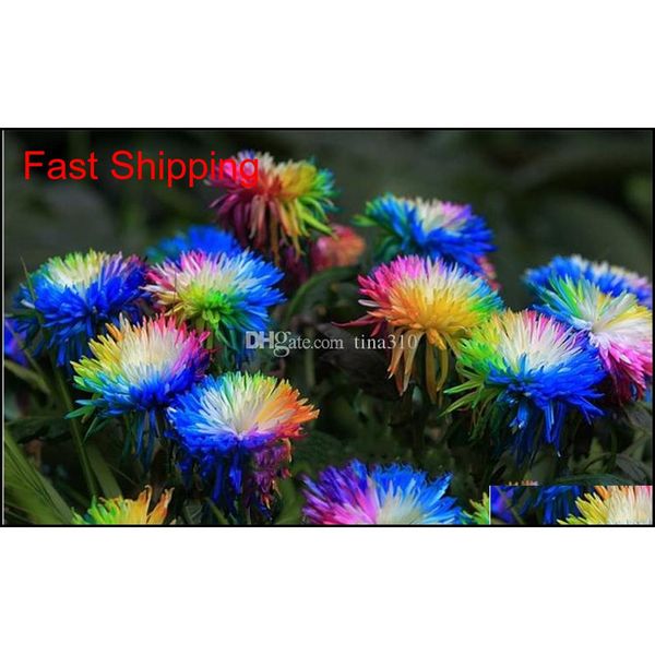 

100 pcs/bag rainbow chrysanthemum flower seeds ornamental bonsai, rare color , more chrysanthemum seeds garden flo qylarh new_dhbest