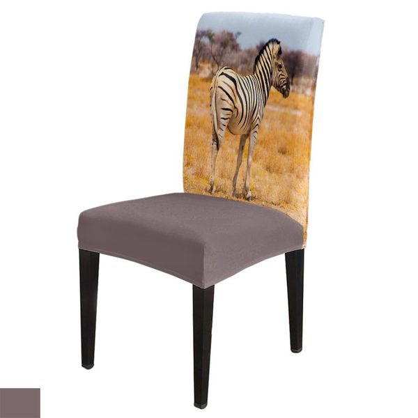 

chair covers zebra grassland south africa dining home decor living room seat for chairs
