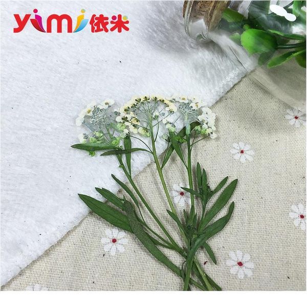 

realy dried flowers hand-made diy candle plane pressing true flower plant specimens rea qylase