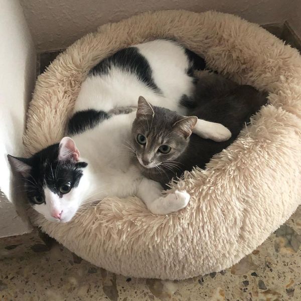 

cat beds & furniture round bed long plush soft pet house kennel dog winter warm sleeping bag puppy cushion supplies washable