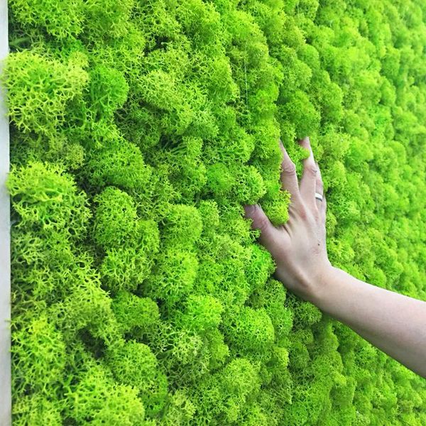 

decorative flowers & wreaths artificial plants eternal life moss home garden room decoration diy wall flower material mini micro landscape a
