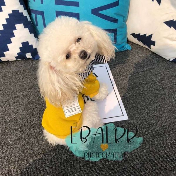 

autumn new striped hat rib spring small sweater pet dog cloth