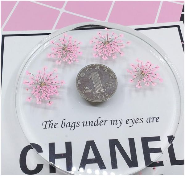 

ammi majus small real dried flower dry plants for candle epoxy resin pendant necklace jewelry making craft diy a jllgod