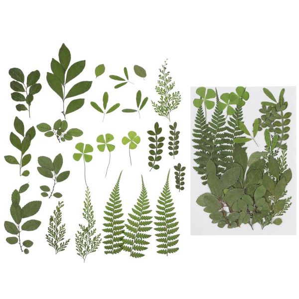 

frames 2pcs craft material real pressed dried plant leaves for leaf (green)