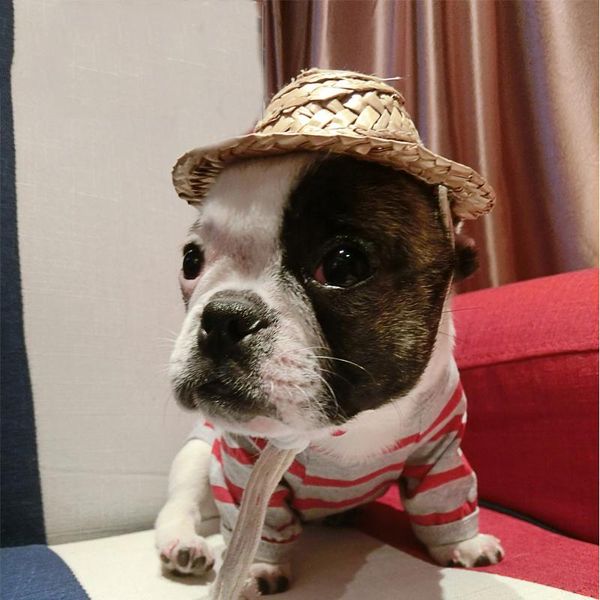 

dog apparel 2021 hand made straw hat for pet cat puppy helmet supplies product