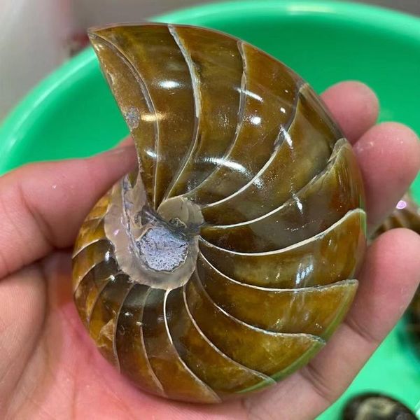 

decorative objects & figurines 45-700g natural parrot conch beautiful fossil crystal shell for gift reiki healing 1pcs